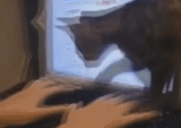 Um gato que senta em cima da mão de uma pessoa que está tentando digitar, representando as distrações do home office