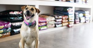 Foto de um cachorro em um petshop com rações atrás, representando o mercado pet