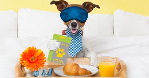 Cachorro, representando abrir um hotel para cachorros - Abertura Simples