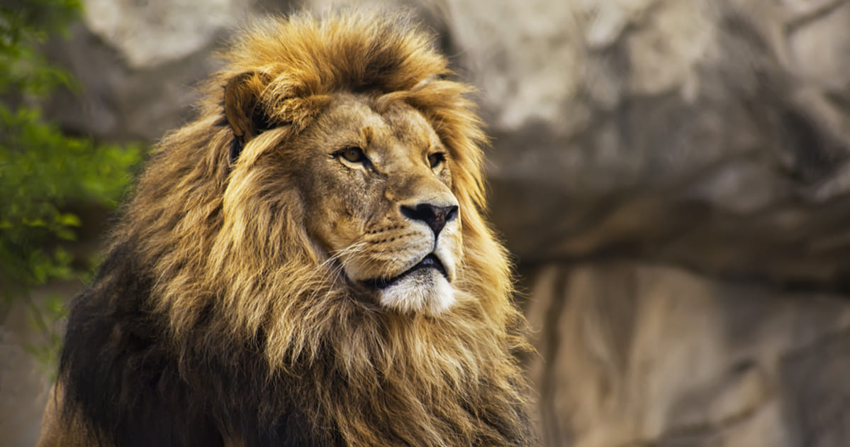foto de um leão, representando a declaração de imposto de renda