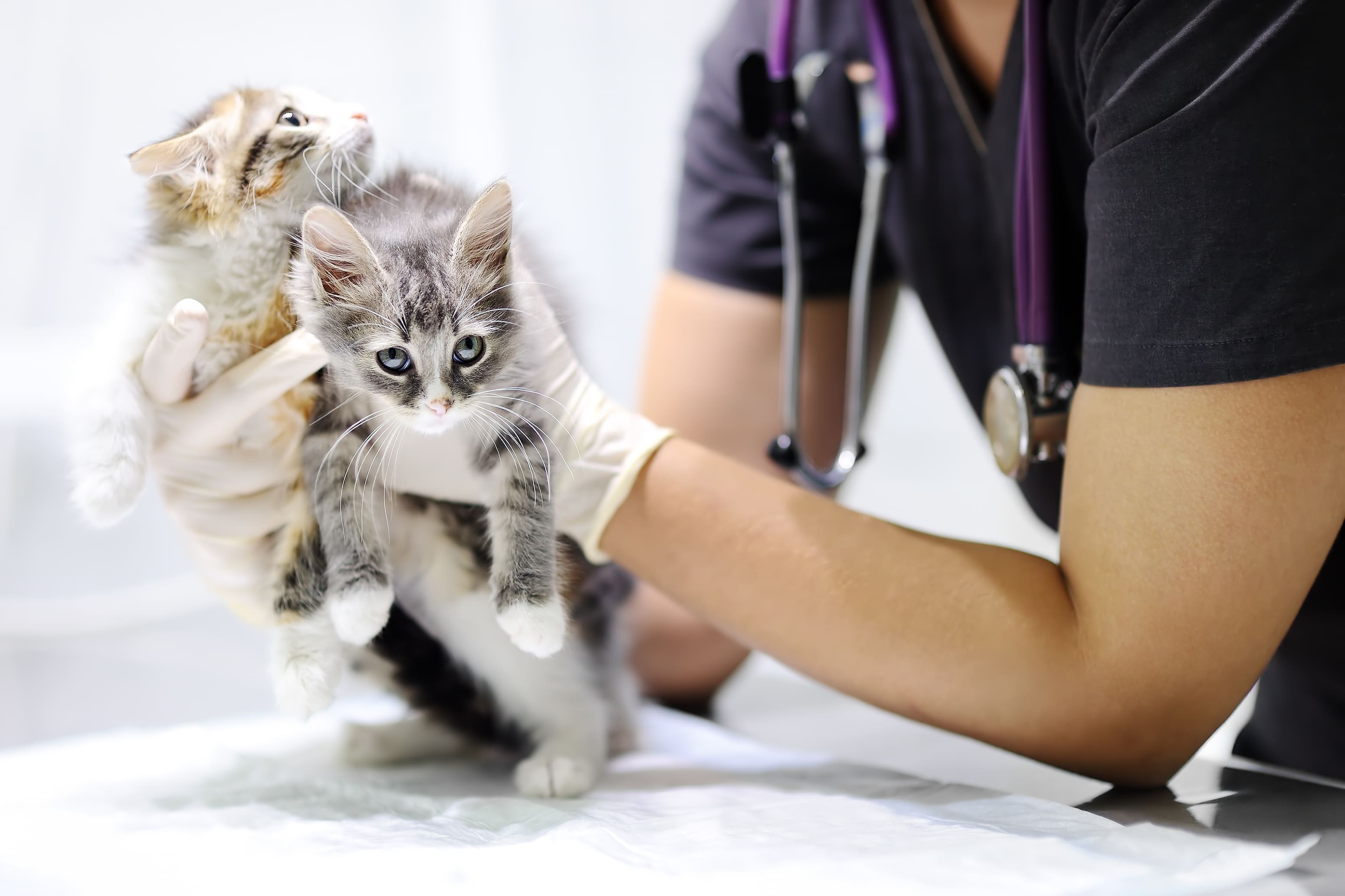 Imagem de um doutor com dois gatos filhotes para inspirar o empreendedor que deseja abrir uma clínica veterinária