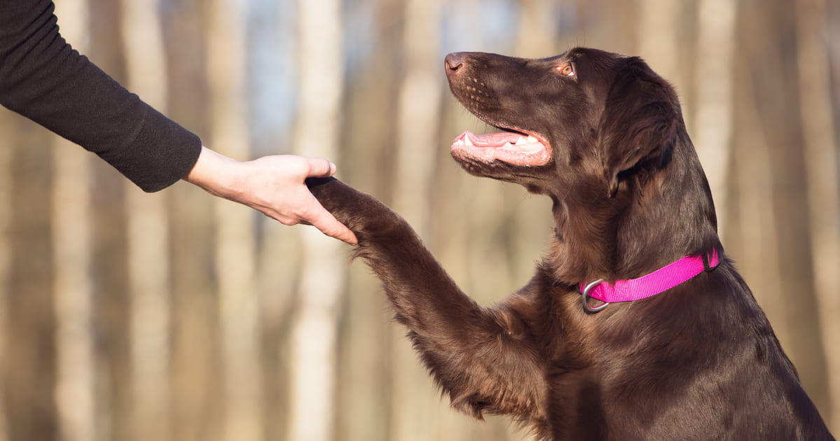 Imagem de um cachorro dando a patinha para remeter ao empresário que vai montar um serviço de adestramento de cães