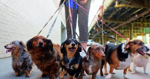 Imagem de uma empreendedora andando com vários cães na coleira para remeter ao texto de como montar um serviço de passeador de cães