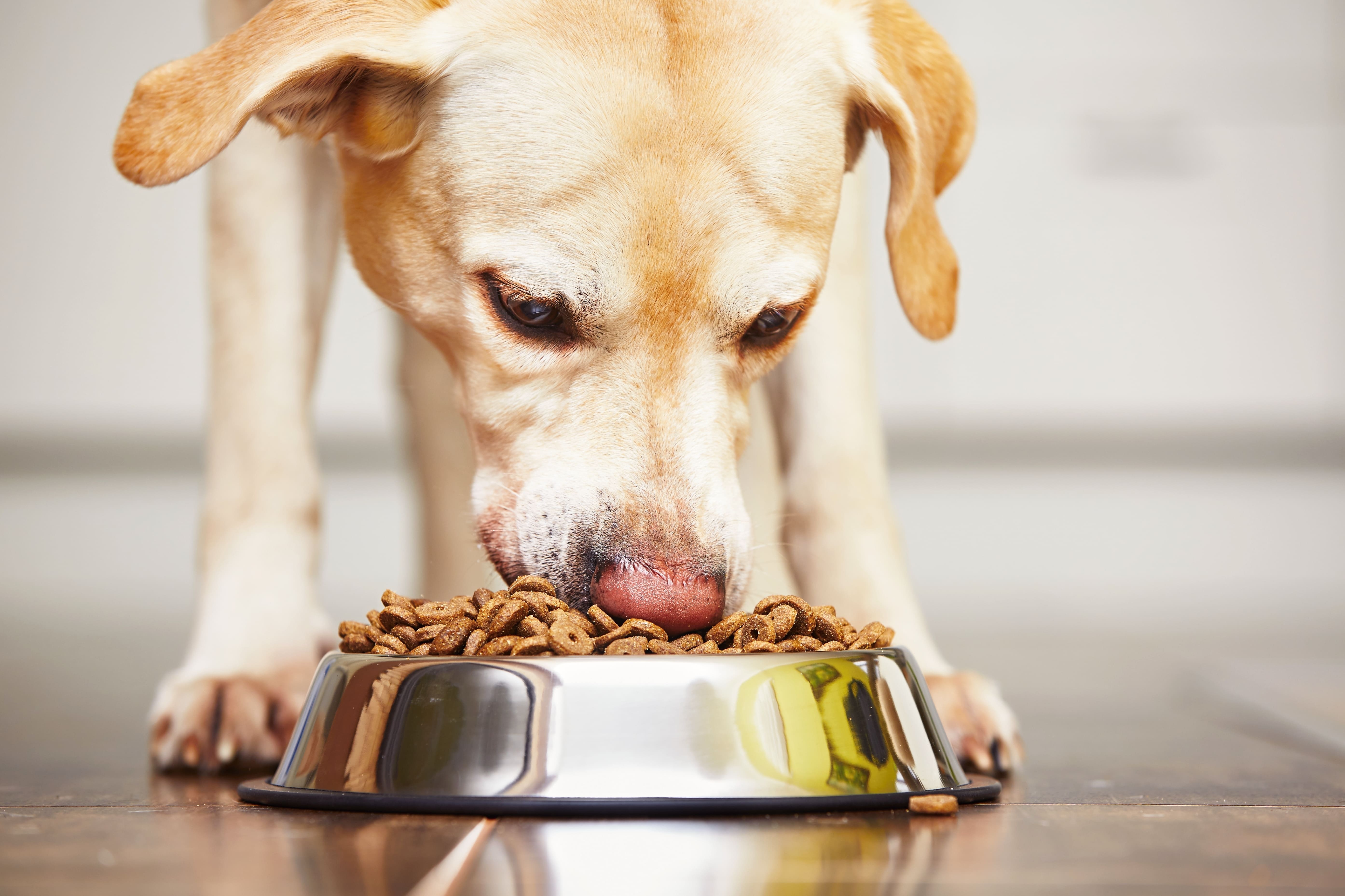 Imagem de um cachorro comendo sua ração para remeter ao texto que mostra como abrir uma loja de ração para animais